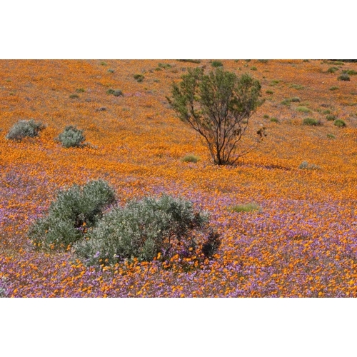 Blossoms in Namaqua NP, Namaqualand, South Africa